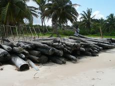 In Ampanavoana erspähen die Forschenden am Strand ein Rosenholzlager. Die Stammdurchmesser sind unter 30 cm, das Holz ist von schlechter Qualität.