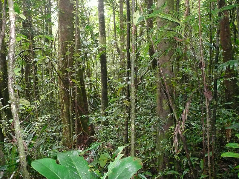 Es gibt noch artenreichen Regenwald auf der Masoala-Halbinsel.