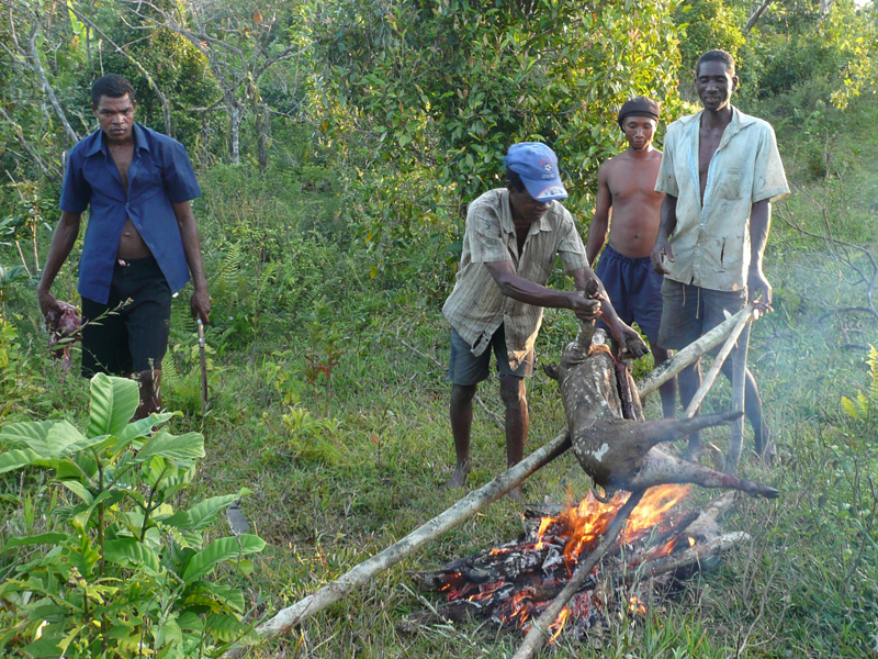 Einheimische Jäger versengen das Fell der erlegten Wildsau über offenem Feuer.