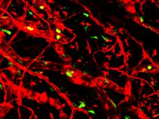 Mikroskopische Aufnahme von Dendritischen Zellen (grün), die sich aktiv in Lymphgefässen (rot) bewegen. (Bild: Maximilian Nitschké / ETH Zürich)