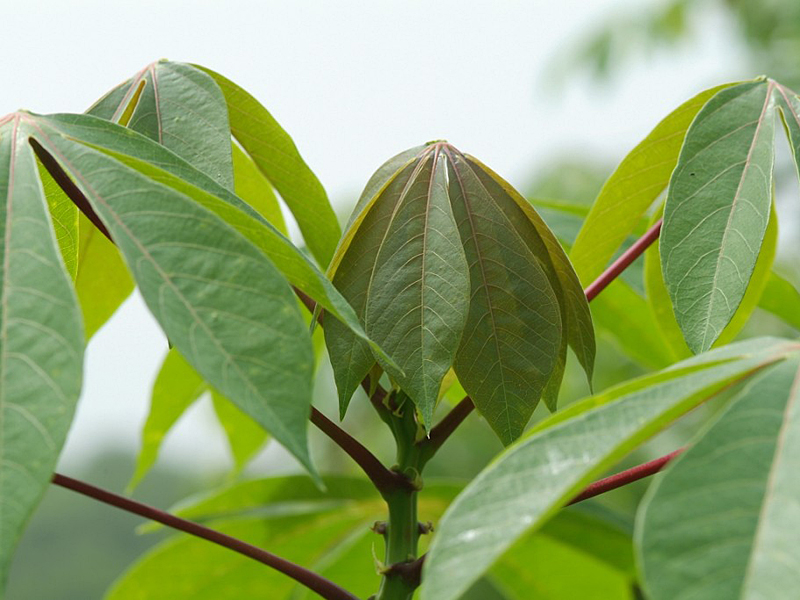 Hoffnung keimt im Kampf gegen Maniokkrankheiten: Neues Blatt an einer gesunden Maniokpflanze. (Bild: IITA / flickr.com)