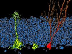 Auf dem Weg von einer ruhenden (links, mit Fortsätzen) über eine sich teilende Stammzelle (Mitte, ohne Fortsätze) hin zu einer erwachsenen Nervenzelle (rot) baut die Zelle selber Fettsäuren und Lipide auf, die Wachstum und Entwicklung ermöglichen. (Bild: Simon Braun, HiFo, UZH)