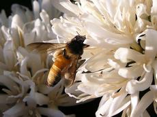 Wilde Insekten sind die besseren Bestäuber: Apis dorsata ist eine staatenbildende Wildbiene, die in Kaffeeanbaugebieten Indiens eine wichtige Rolle spielt. (Bild: Jaboury Ghazoul / ETH Zürich)