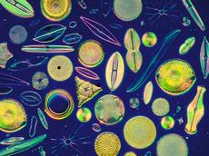 Miniscule life forms in many shapes and forms: diatoms and their mass occurrence can explain how CO2 sequestered in the sea is released into the atmosphere at the end of ice ages. (Image: Carolina Biological Supply Company / flickr.com)