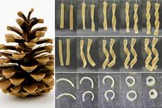 Seed pods such as pine cones were the inspiration behind this novel composite material comprising different layers that are able to change shape to varying degrees (photo: Prof. André Studart, ETH Zurich / flickr.com)