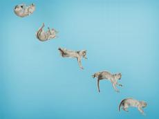 A precisely timed sequence of movements enables a cat to turn during free fall. Researchers at ETH Zurich use a related concept for steering a quantum system towards a target state. (Image: iStockphoto)