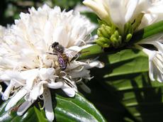 Bees of the Apis cerana (eastern honeybee) species pollinate coffee flowers. Farmers can increase the services of pollinating insects with particular cultivation methods. (Photo: J. Ghazoul / ETH Zurich)