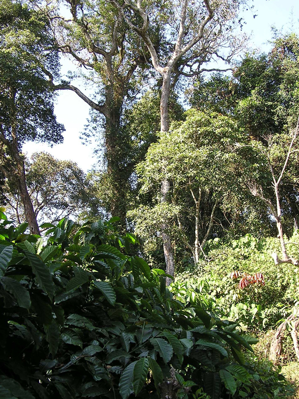 Kaffeepflanzen profitieren vom Schatten «heiliger» Bäume, die nicht angerührt werden. (Bild: J. Ghazoul / ETH Zürich)