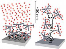 Ein an eine Glimmerfläche angeheftetes Glykoprotein in seiner natürlichen Anordnung (links) rearrangiert Wassermoleküle (rot und weiss) über eine Distanz von etwa 30 Nanometern. Dieser Effekt verschwindet völlig, wenn die geordnete Struktur des Glykoproteins entfaltet wird (rechts). (Bild: Rosa Espinosa-Marzal / ETH Zürich)