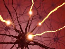 Axons: the outgoing tube-like extensions of nerve cells conduct nerve signals quickly. ETH Zurich researchers have been able to measure the speed of conduction with high spatial and temporal resolution. (Photo: istockphoto.com)
