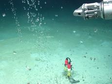 Am Meeresboden vor der pakistanischen Küste in über 2800 Metern Tiefe steigen Methan-Blasen auf. Im Bild sind auch der Greifarm eines Tauchroboters und ein Temperatursensor zu sehen. (Foto: Marum, Universität Bremen)