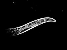 Die nur einen Millimeter kleinen Fadenwürmer leben länger mit Niacin (invertierte mikroskopische Schwarzweissaufnahme). (Bild: Michael Ristow / ETH Zürich)